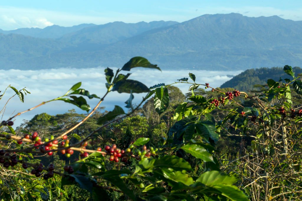 Asia Pacific Coffee Region