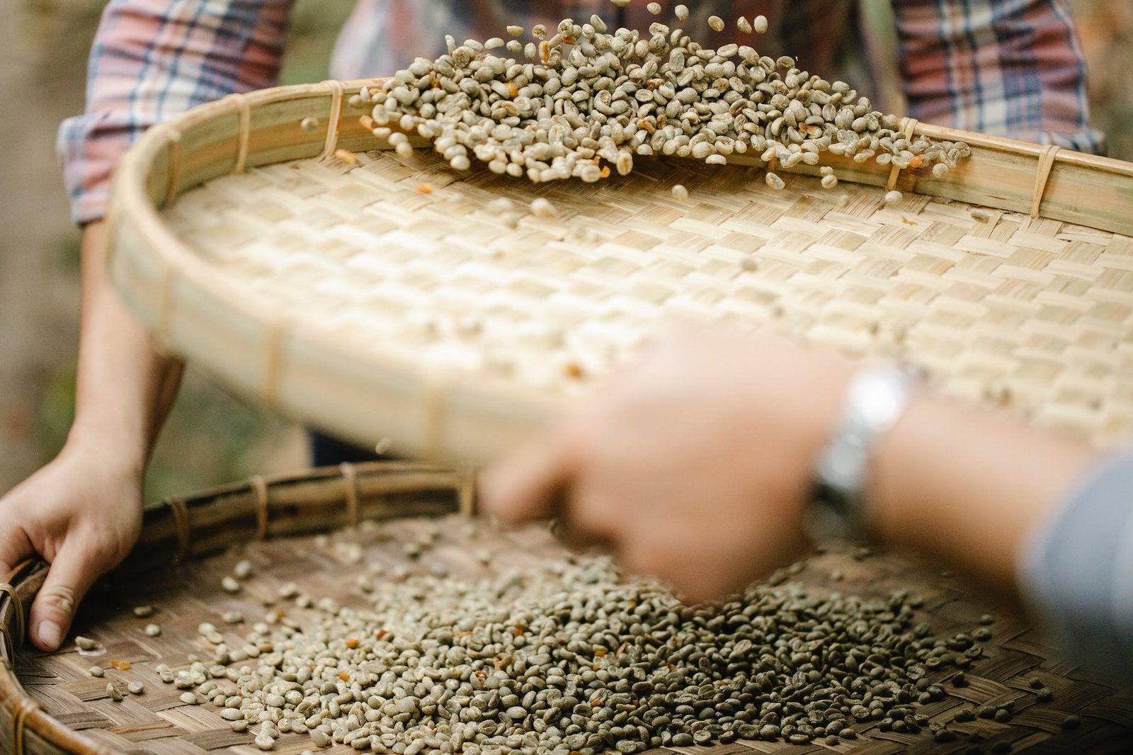 crop farmers with bamboo trays sorting dry coffee beans